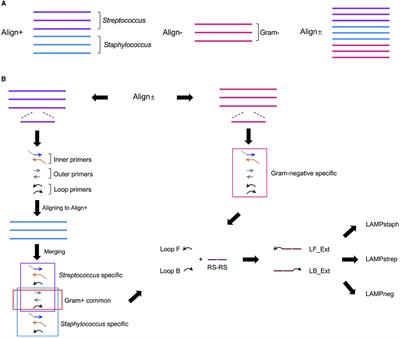 Discriminating bovine mastitis pathogens by combining loop-mediated isothermal amplification and amplicon-binding split trehalase assay